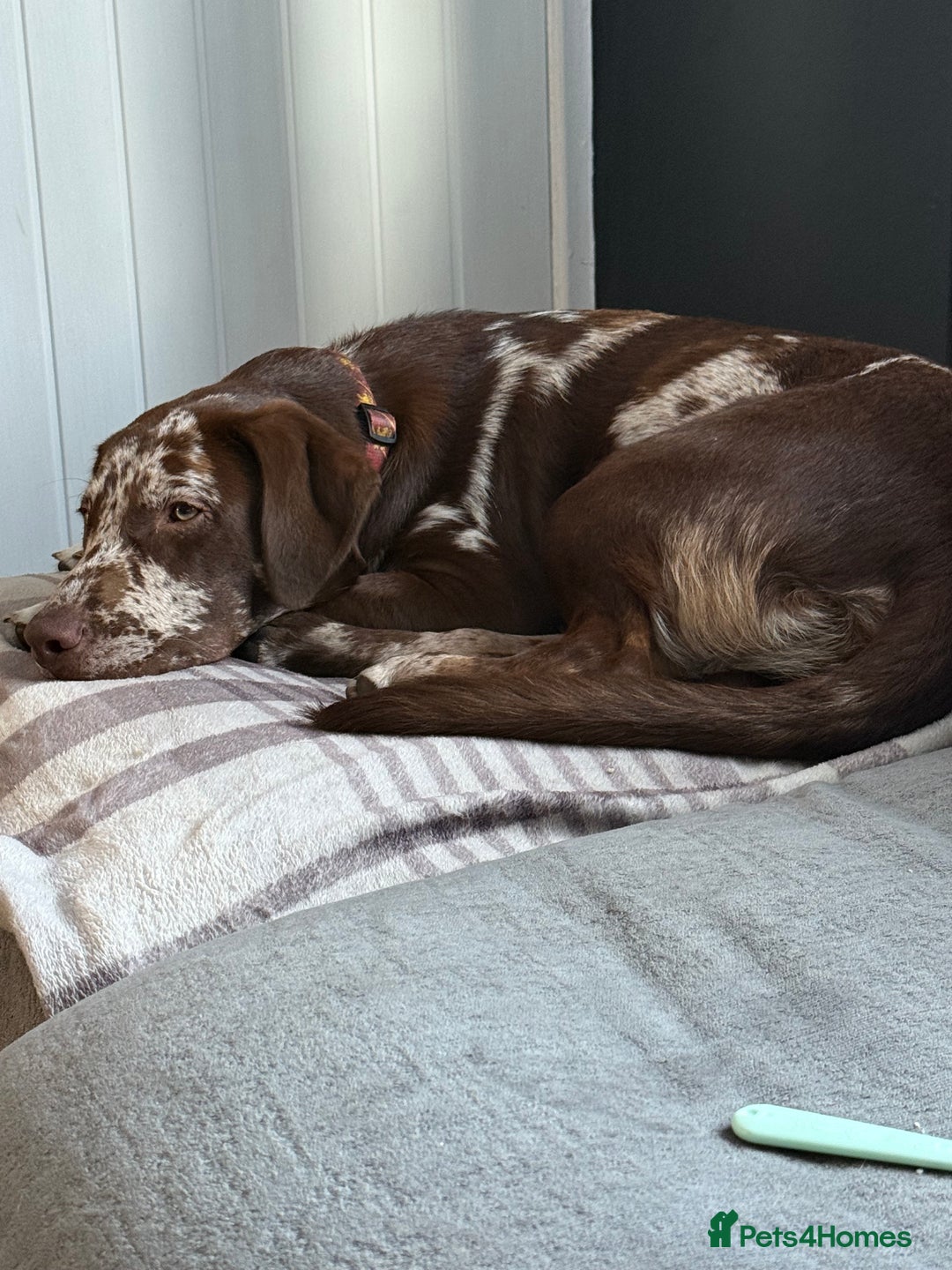 Borador dogs for sale: Beautiful boy in urgent need of a new forever home - Image 7