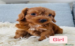 Cockapoo dogs for sale: Beautiful F1 Red/Golden Cockapoo Puppies - Image 14