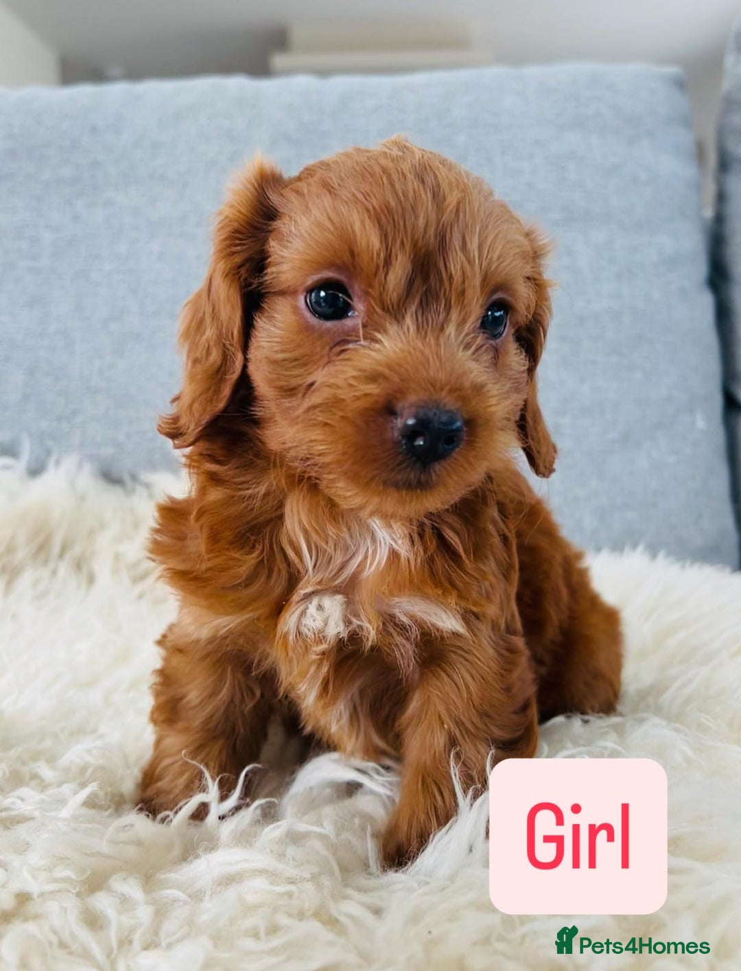 Cockapoo dogs for sale: Beautiful F1 Red/Golden Cockapoo Puppies - Image 14