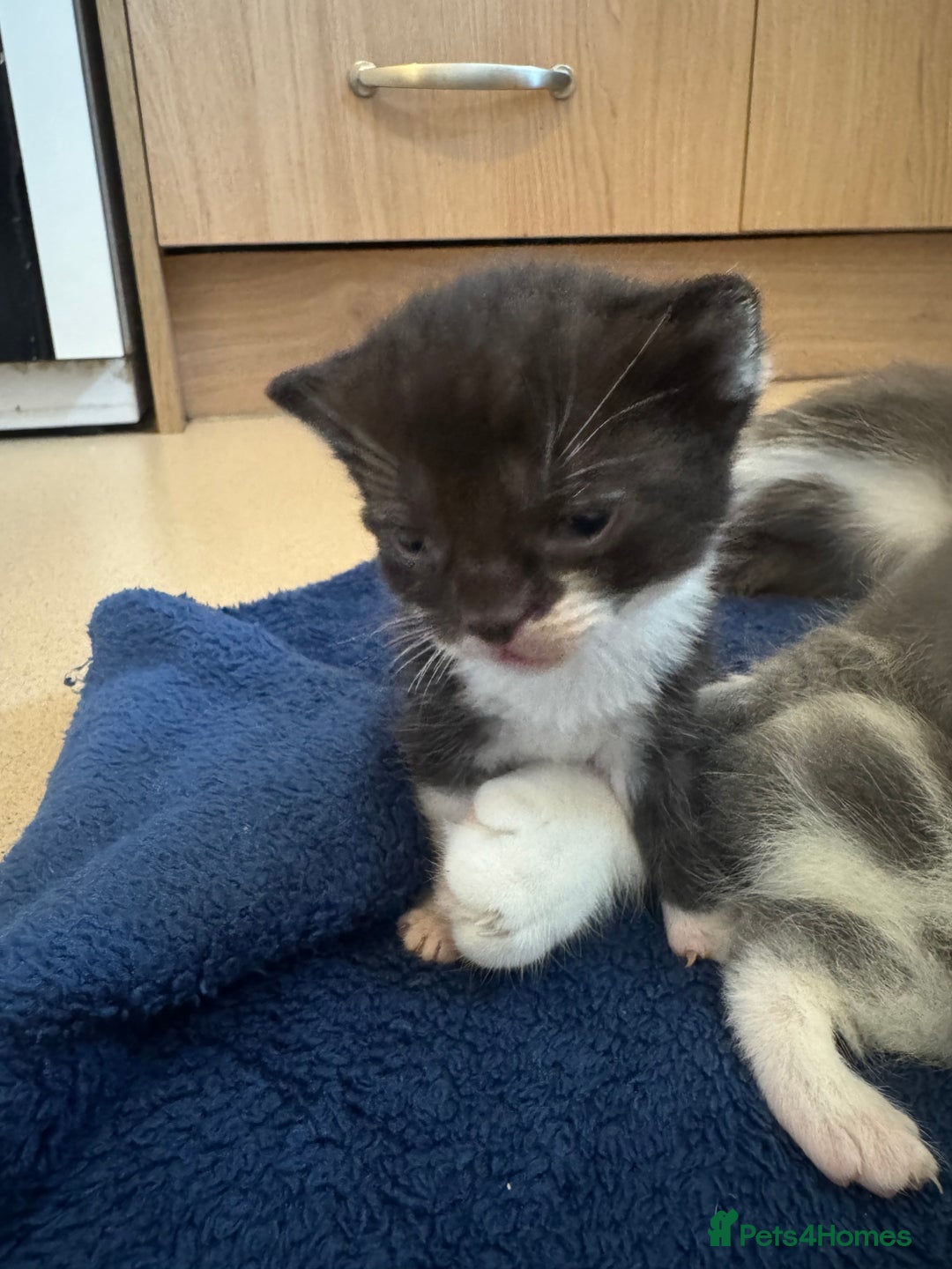 Mixed Breed cats for sale: mother is half Persian and dad domestic  - Advert 4