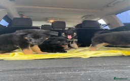 German Shepherd dogs for sale: German Shepherds. 2 left to go.. - Image 2