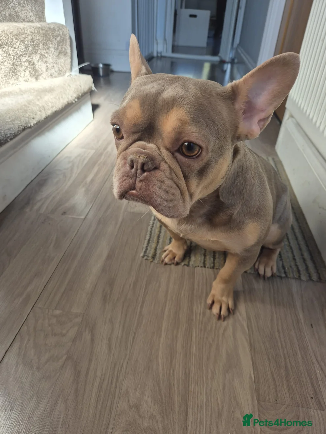 French Bulldog dogs for sale: Quality French Bulldog  - Advert 1