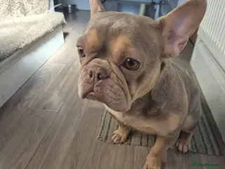 French Bulldog dogs Quality French Bulldog - Advert 1