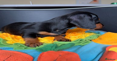 Miniature Dachshund dogs - Advert 2