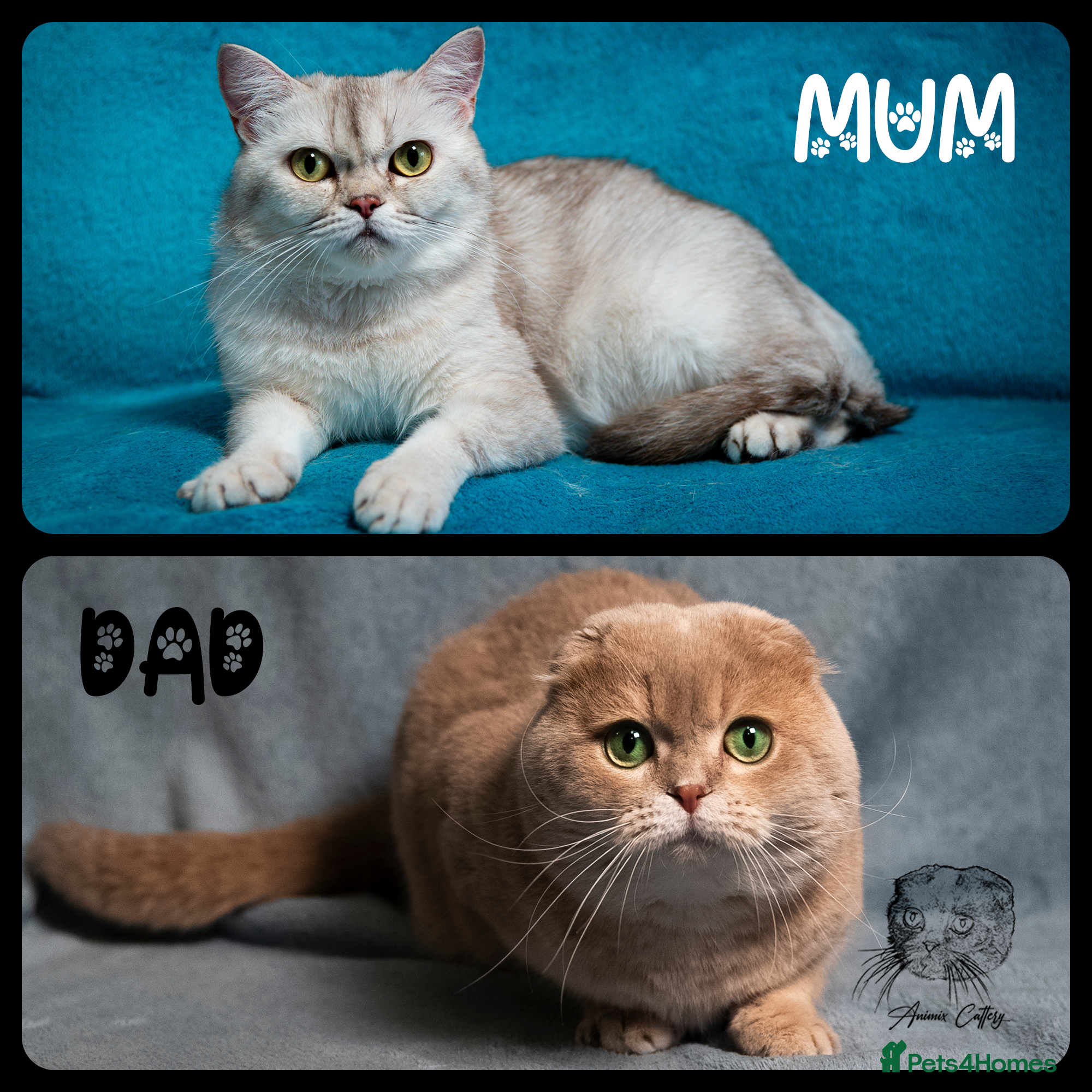 Scottish Fold cats TICA Registered Scottish kittens in Peterborough - Advert 9