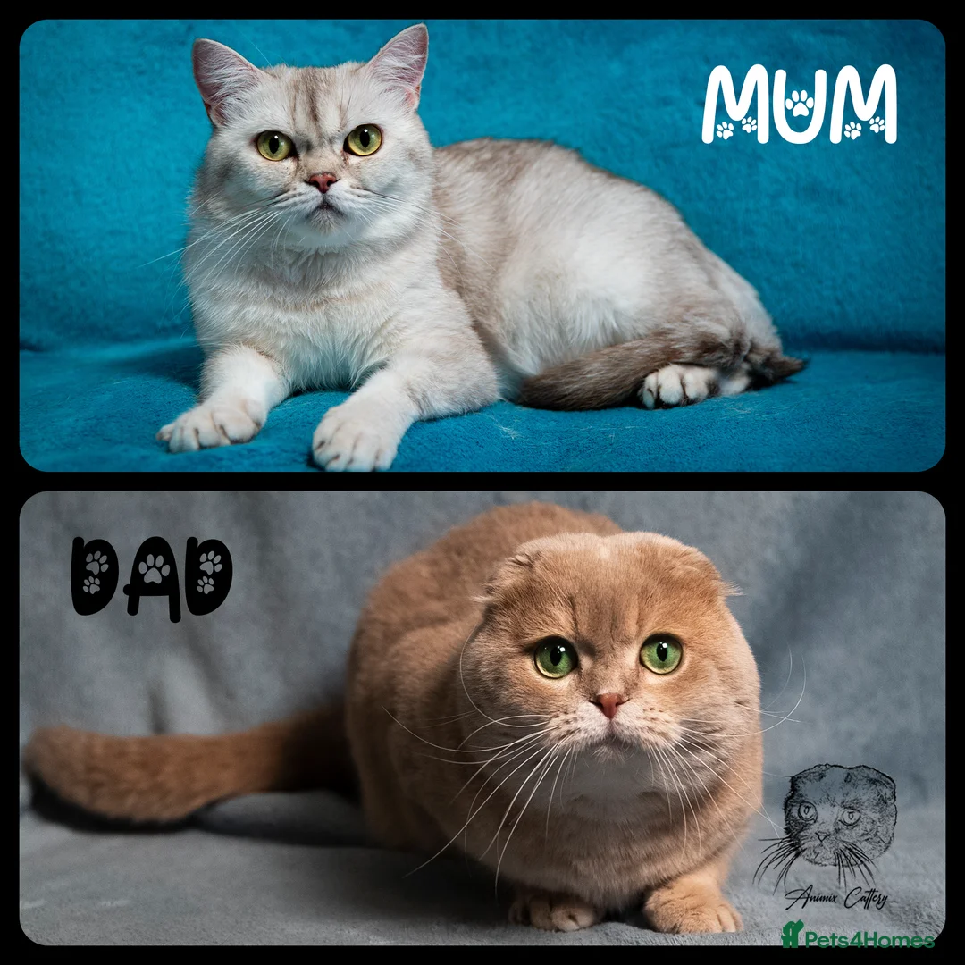 Scottish Fold cats for sale: TICA Registered Scottish kittens - Advert 1