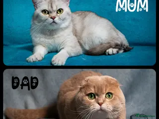 Scottish Fold cats TICA Registered Scottish kittens in Peterborough - Advert 9