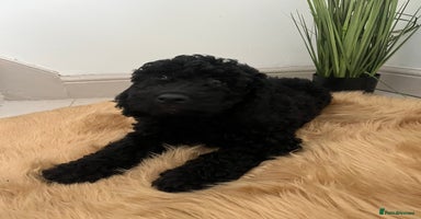Cockapoo dogs - Advert 4