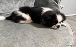 Mixed Breed dogs for sale: 2 Shihtzu cross Pomerania puppies  - Advert 8