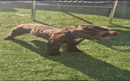 Cockapoo dogs for stud: F1 cockapoo for stud - Image 2