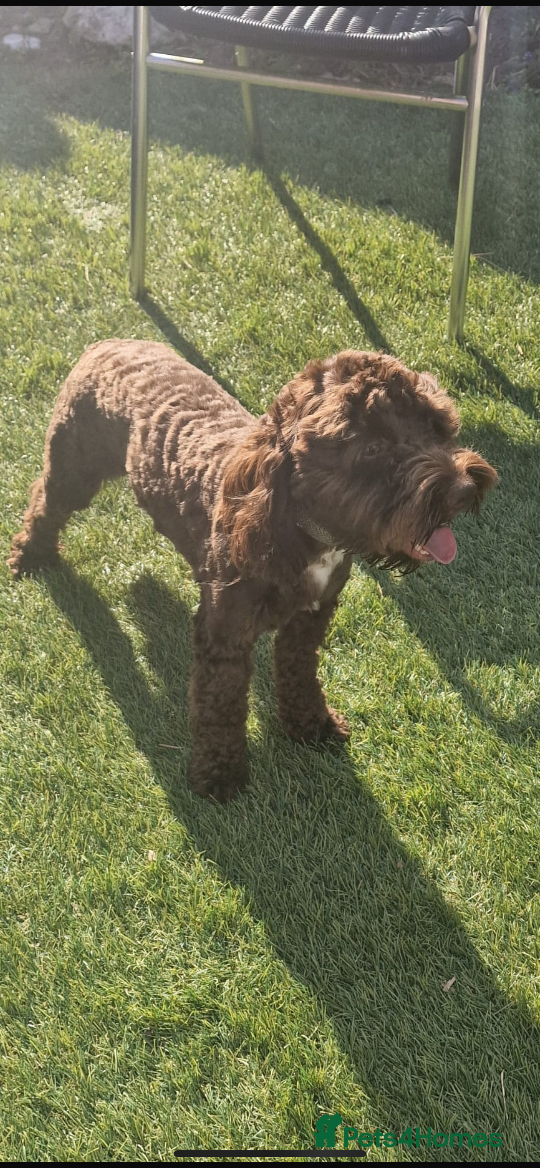Cockapoo dogs for stud: F1 cockapoo for stud - Image 2