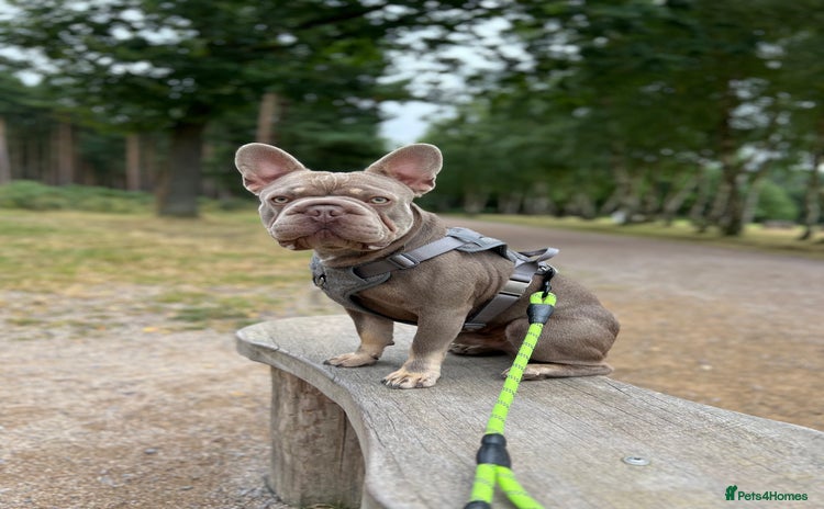 French Bulldog dogs - Advert 16