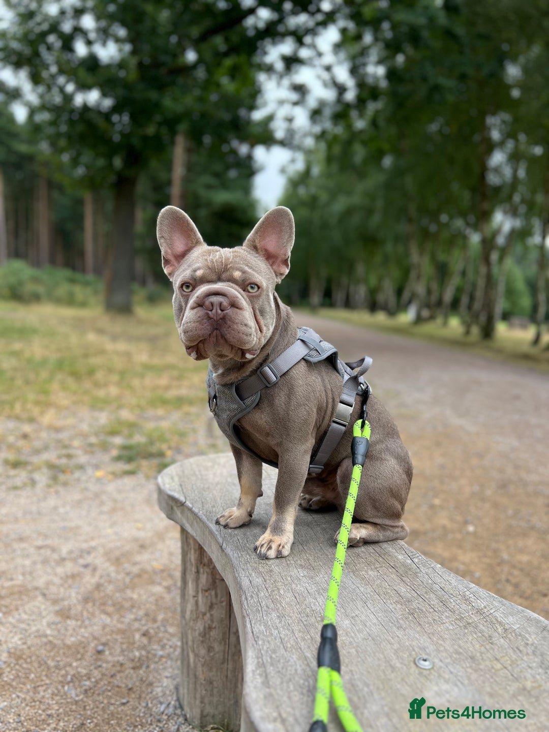 French Bulldog dogs for sale: ** male French bulldog - Image 1