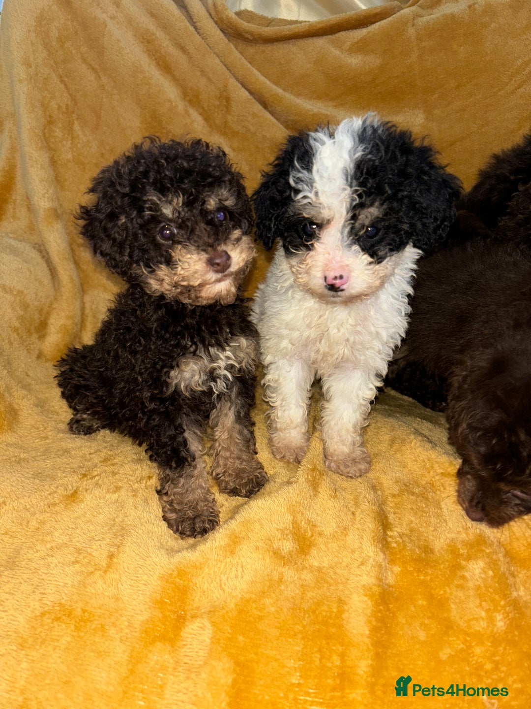 Cavapoo dogs for sale: Ready now Cavapoo puppies for sale  - Advert 4