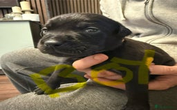 Mixed Breed dogs for sale: Mastador pups - Image 26