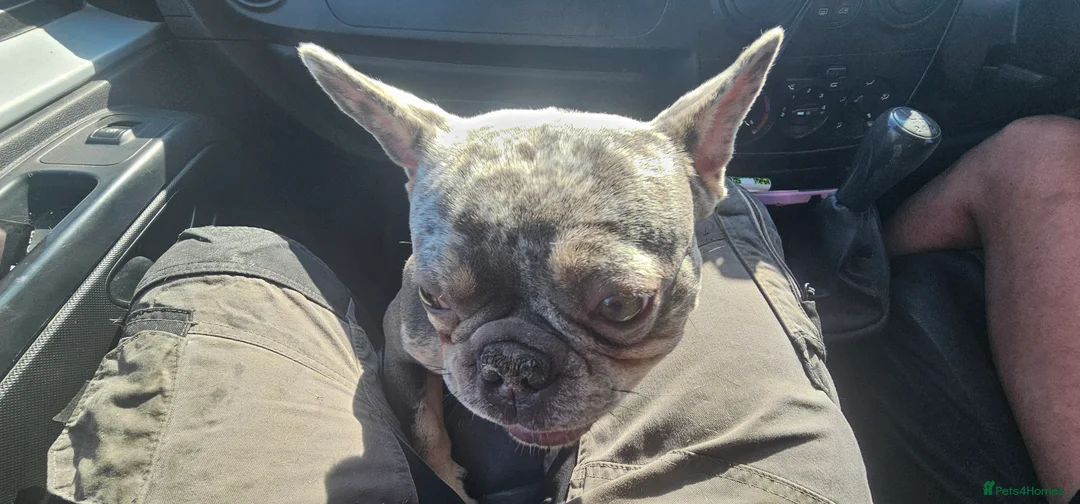 French Bulldog dogs for sale: 2 year old franch bulldog  in Bournemouth - Advert 7