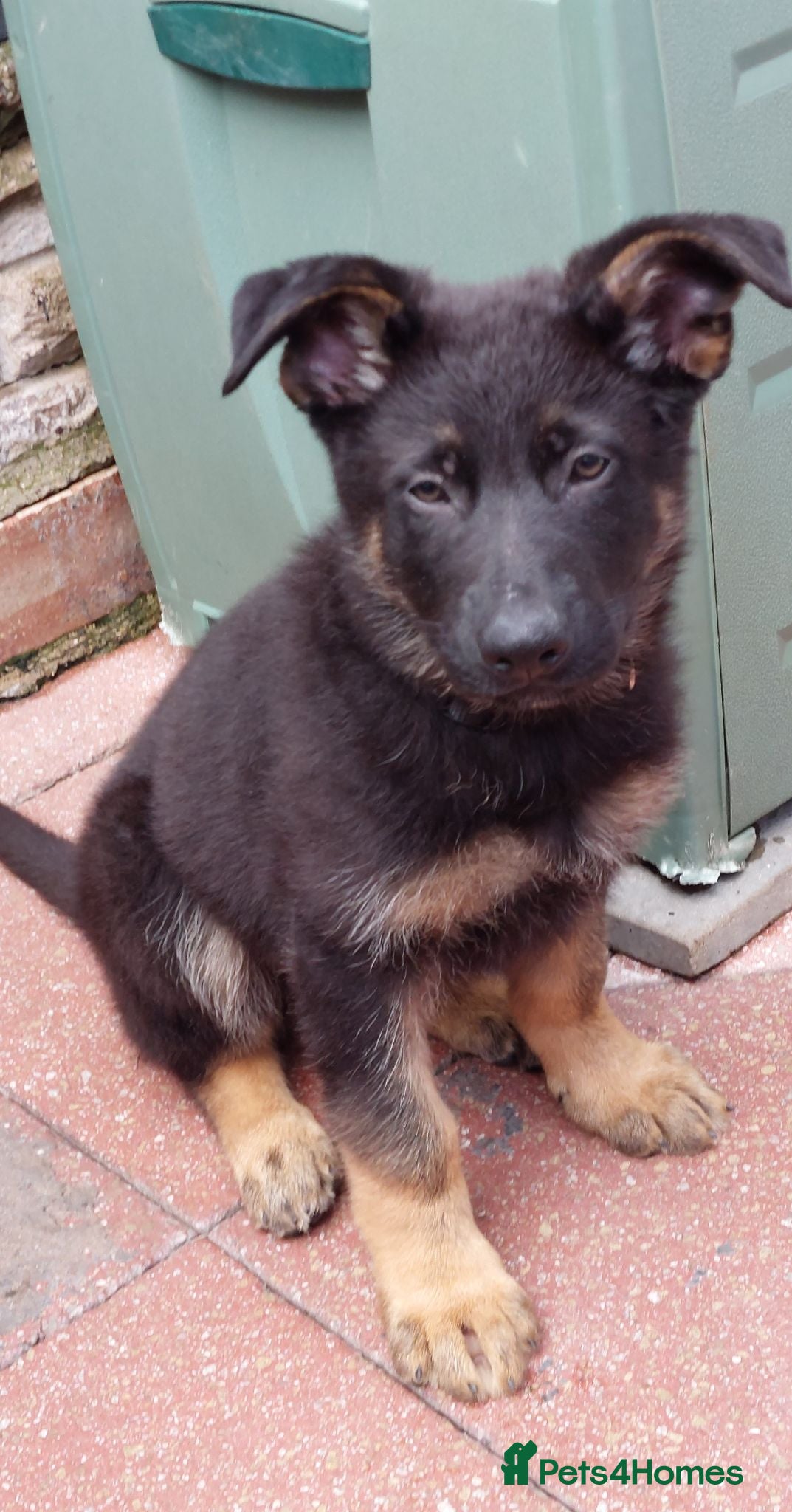 German Shepherd dogs KC REG OLD STYLE Male puppy available  - Advert 17