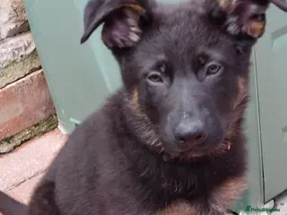 German Shepherd dogs KC REG OLD STYLE Male puppy available - Advert 7