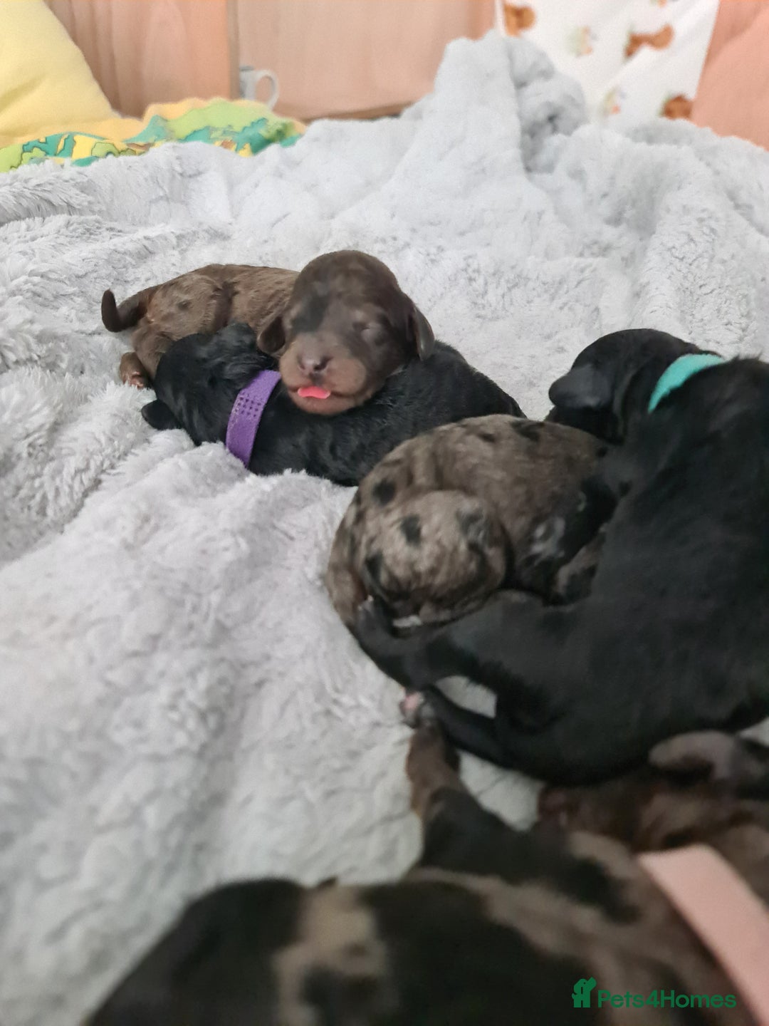 Cockapoo dogs for sale: ADORABLE F2B COCKAPOO PUPPIES 🐶 😍  - Image 9