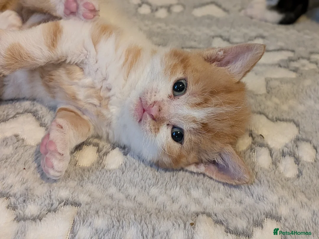 Selkirk Rex cats for sale: Beautiful Kittens – From Pedigree Selkirk Rex Mum - Advert 22