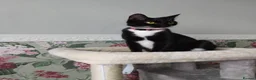 Domestic Shorthair cats for sale: Sabrina tuxedo female  - Advert 1