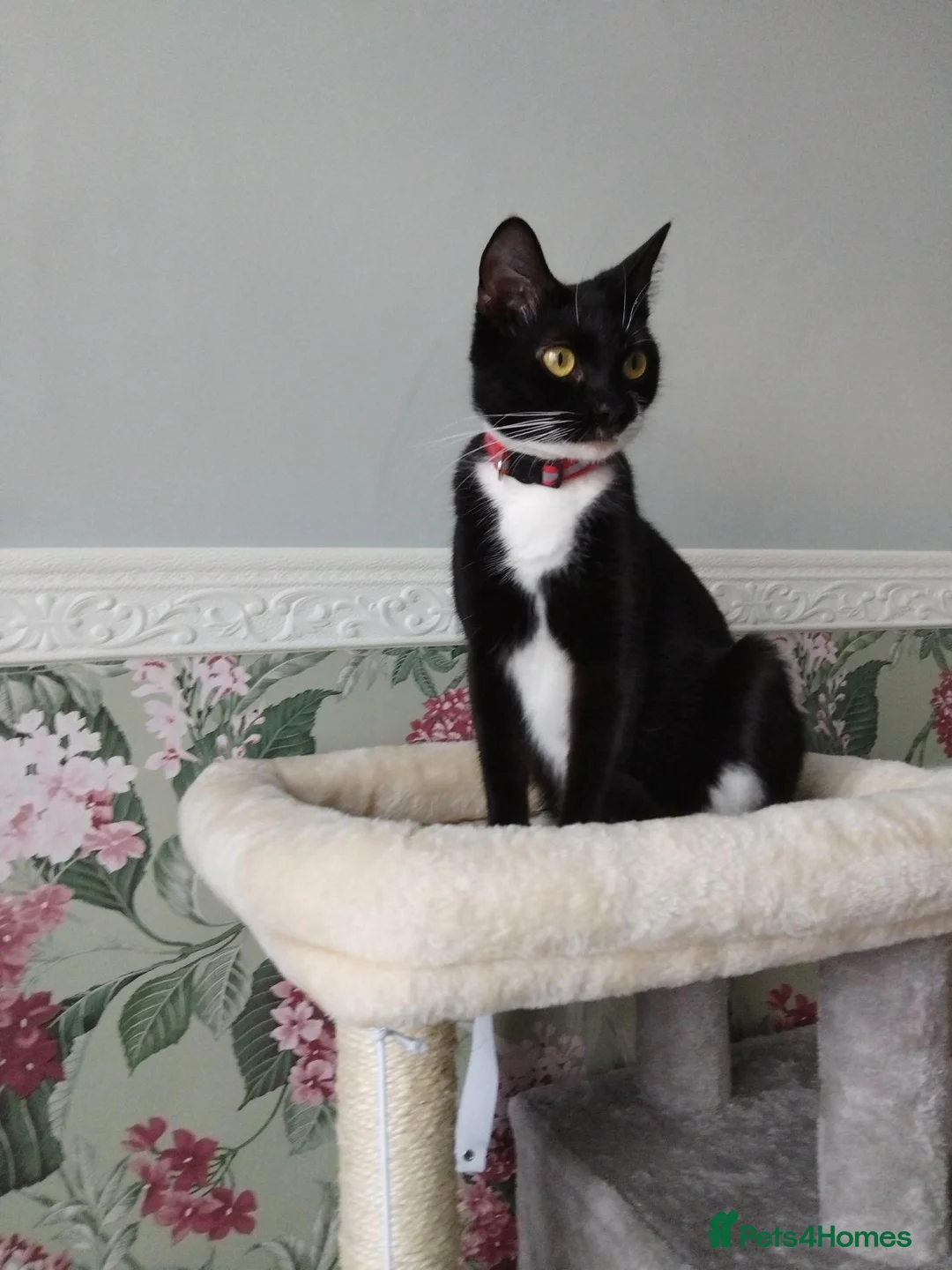 Domestic Shorthair cats for sale: Sabrina tuxedo female  - Advert 1