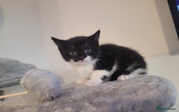 Mixed Breed cats for sale: Mixed British blue kittens  - Image 18