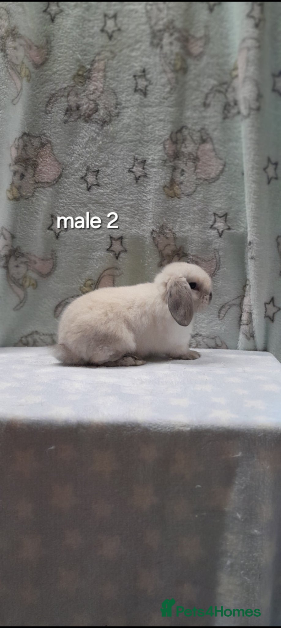 Mini Lop rabbits Gorgeous purebred mini lops  - Advert 2