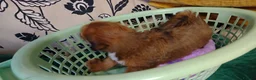 Lhasa Apso dogs for sale: Lhaso Apso puppies ready now! - Advert 6