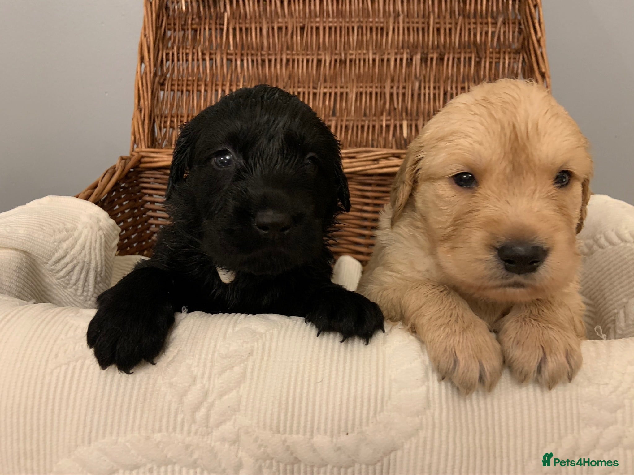 Mixed Breed dogs Stunning litter Flat coat x golden retriever  - Advert 1