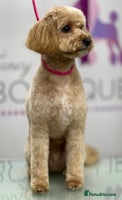 Miniature Poodle dogs Stunning Deep Red & Apricot Mini Poodle Puppies - Advert 16