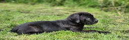 Cane Corso dogs for sale: 3 Cane Corso Puppies ready for their new home - Advert 3