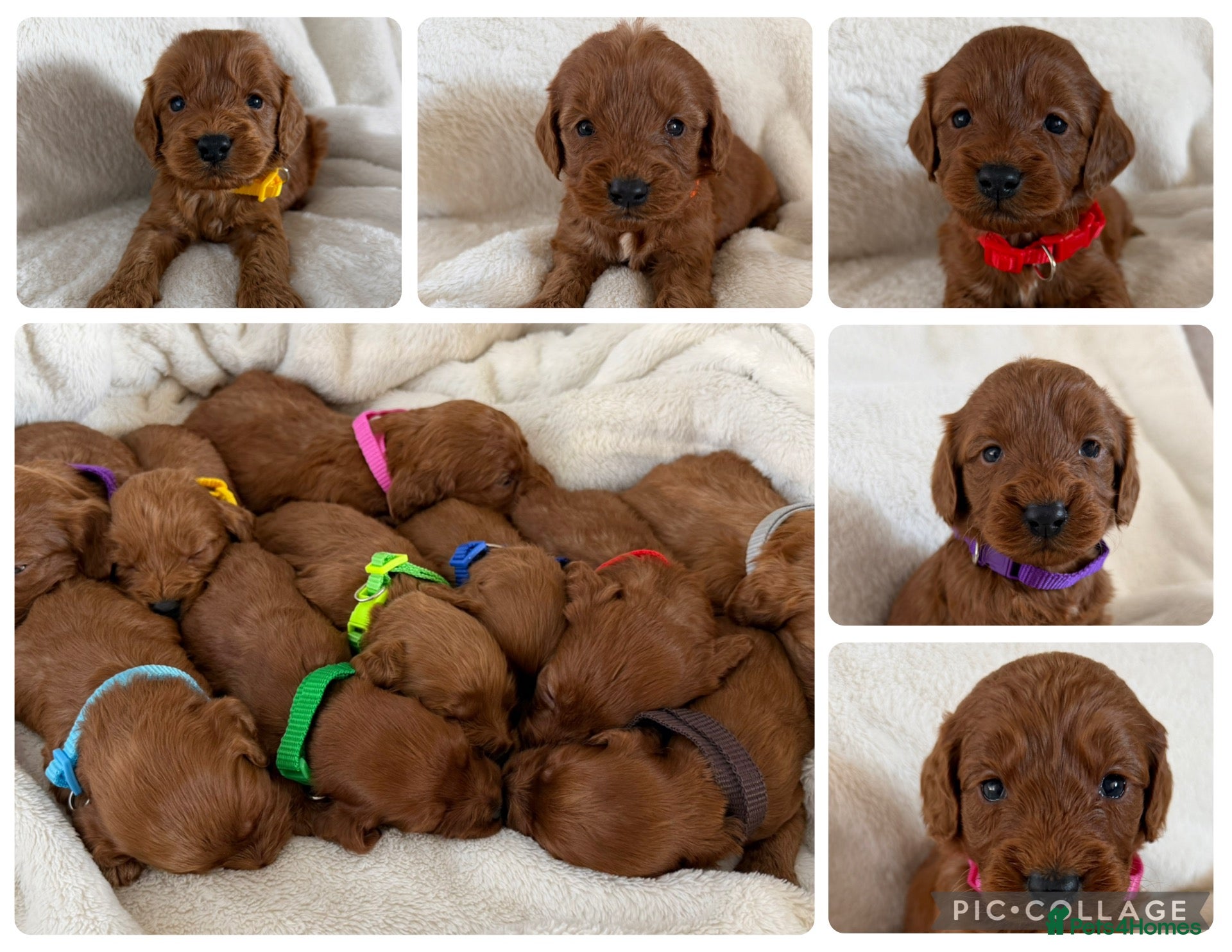 Cockapoo dogs Health Clear Cockapoo Puppies - Advert 1