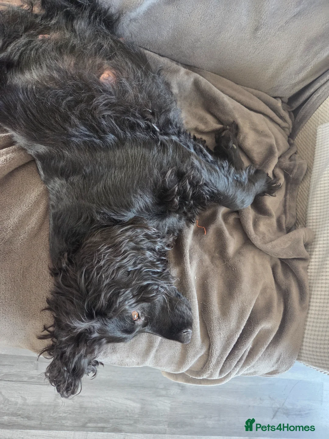 Cocker Spaniel dogs for sale: Cocker spaniel pups - Advert 1