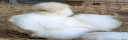 Chickens poultry for sale: USA Silkie Purebred Colours Hatching Eggs  - Advert 10