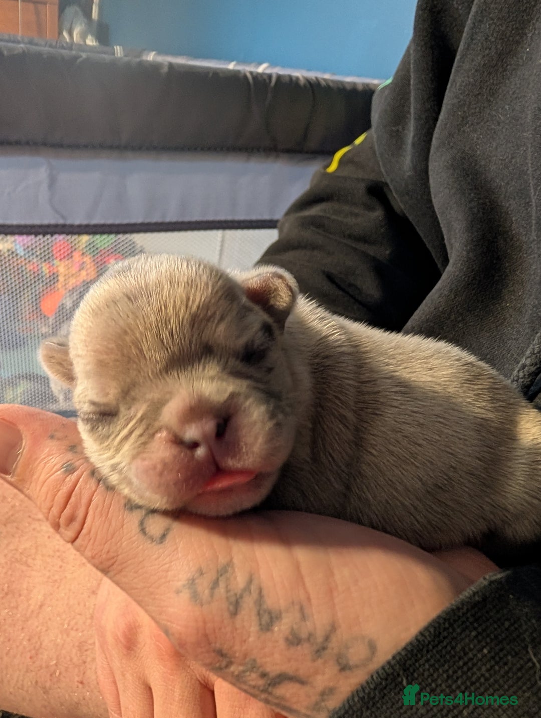 Frug dogs for sale: Beautiful litter of frugs  - Advert 18