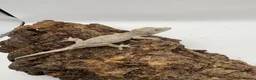 Gecko reptiles for sale: Baby gargoyle gecko mix morphs  - Advert 7