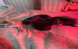 Morkie dogs for sale: New litter ready 14/12/25  - Image 7