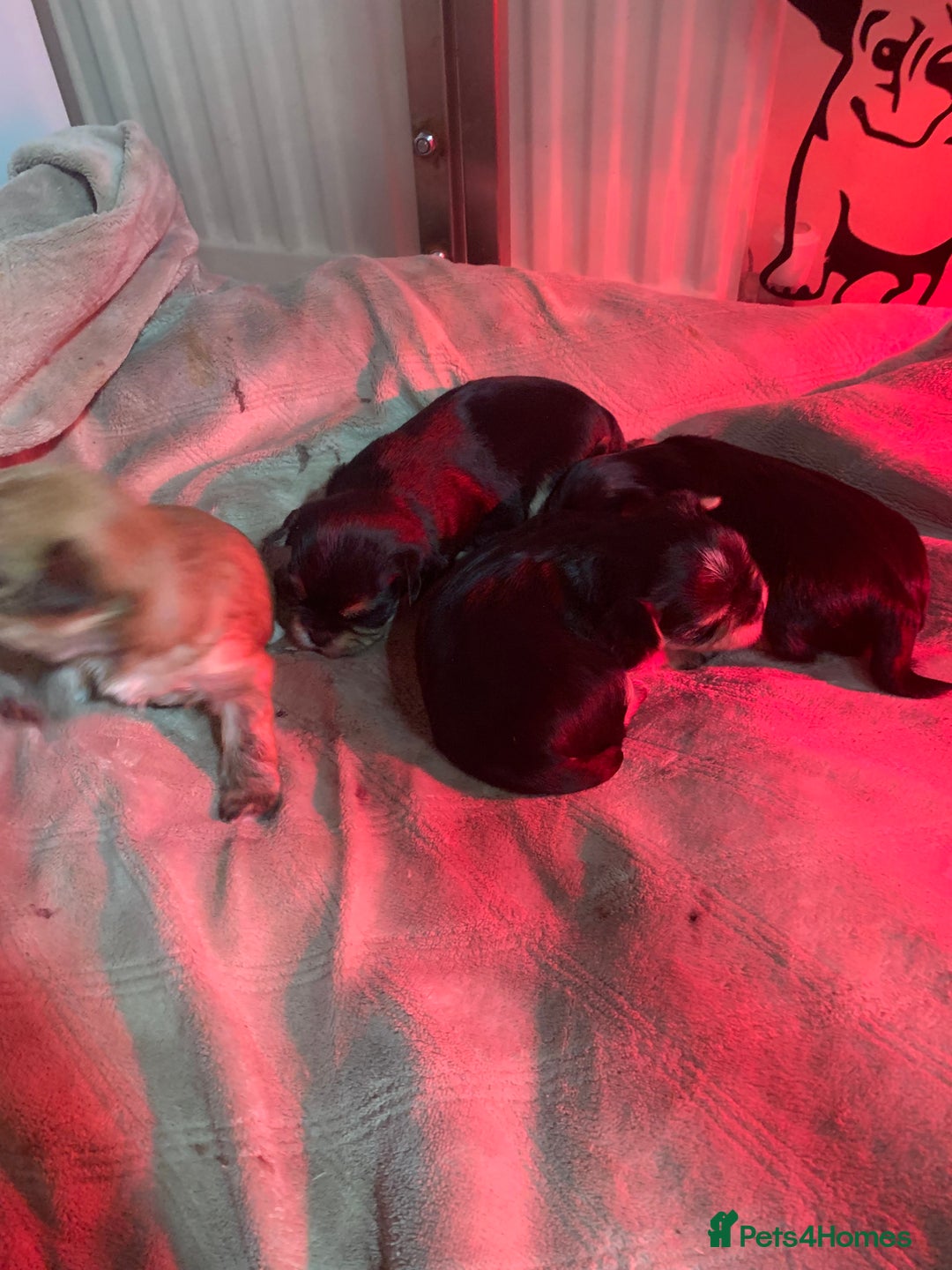 Morkie dogs for sale: New litter ready 14/12/25  - Image 7