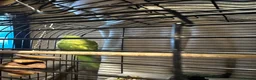 Ringnecks birds for sale: Indian ring neck  in Witham - Advert 4