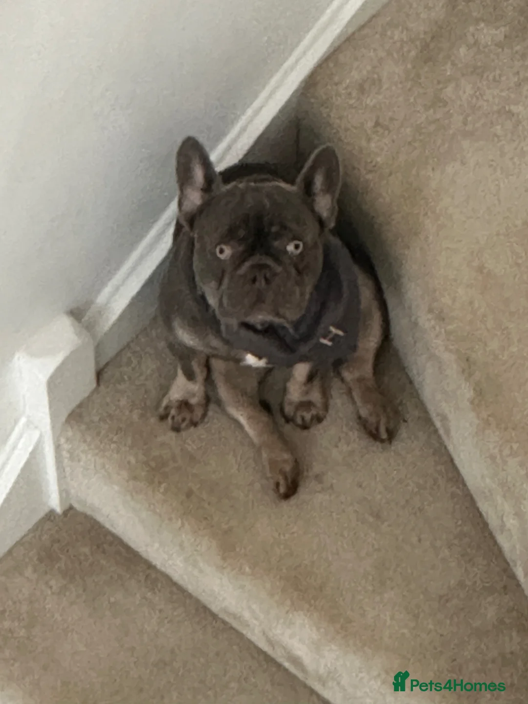 French Bulldog dogs for sale: French bulldog 4 years  - Advert 2