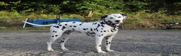 Dalmatian dogs for stud: WINNER AT CRUFTS 2020 PROVEN AND HEALTH TESTED in Aberdare - Advert 2