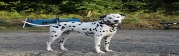 Dalmatian dogs for stud: WINNER AT CRUFTS 2020 PROVEN AND HEALTH TESTED in Aberdare - Advert 2
