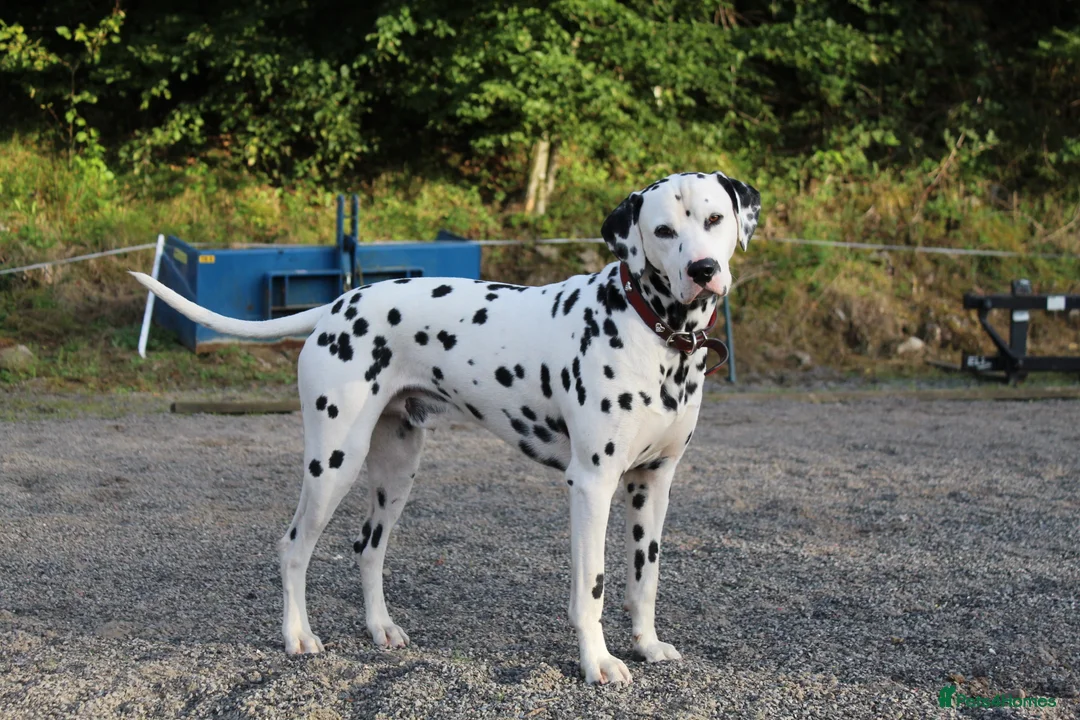 Dalmatian dogs for stud: WINNER AT CRUFTS 2020 PROVEN AND HEALTH TESTED in Aberdare - Advert 2
