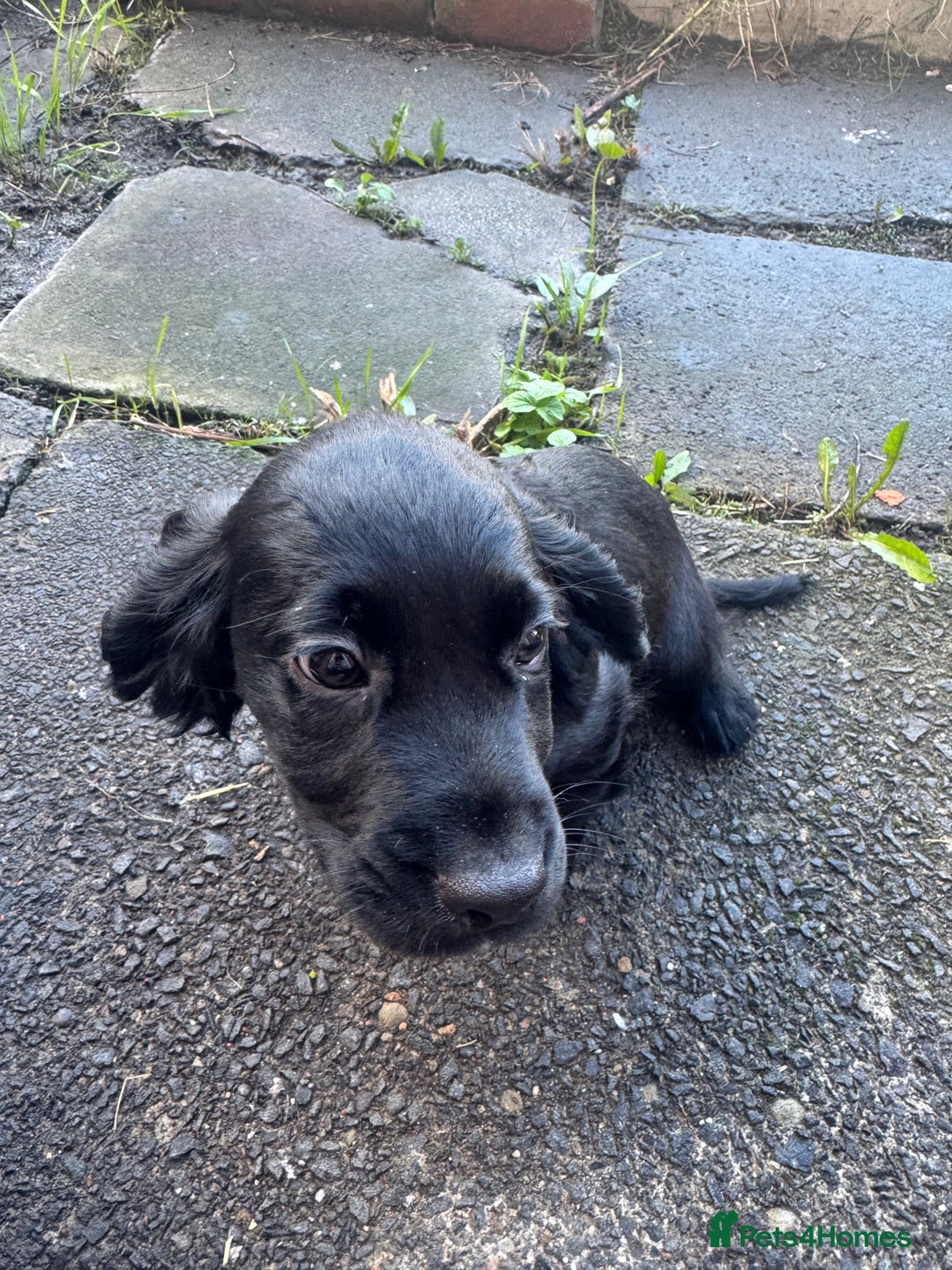 Cocker Spaniel dogs for sale: REDUCED KC Cocker Spaniel Boy £700 - Image 3