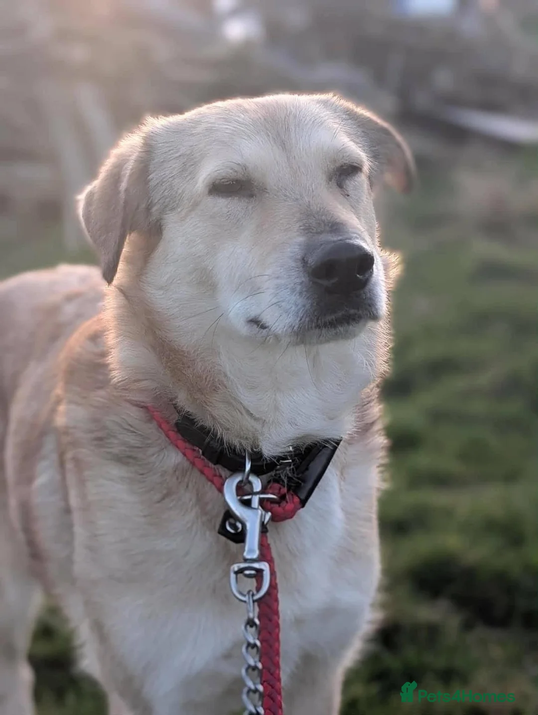 Mixed Breed dogs for adoption: Meet Misty, currently residing in Sussex in Brighton - Advert 7