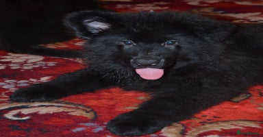 German Shepherd dogs QUALITY LARGE LONG HAIRED BLACK BOY KC REG  - Advert 2