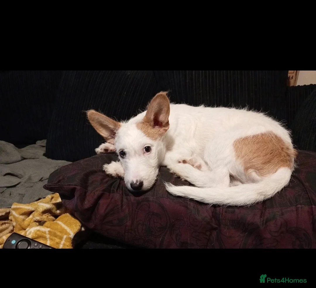 Mixed Breed dogs for sale: Staff x about a year old  - Advert 4