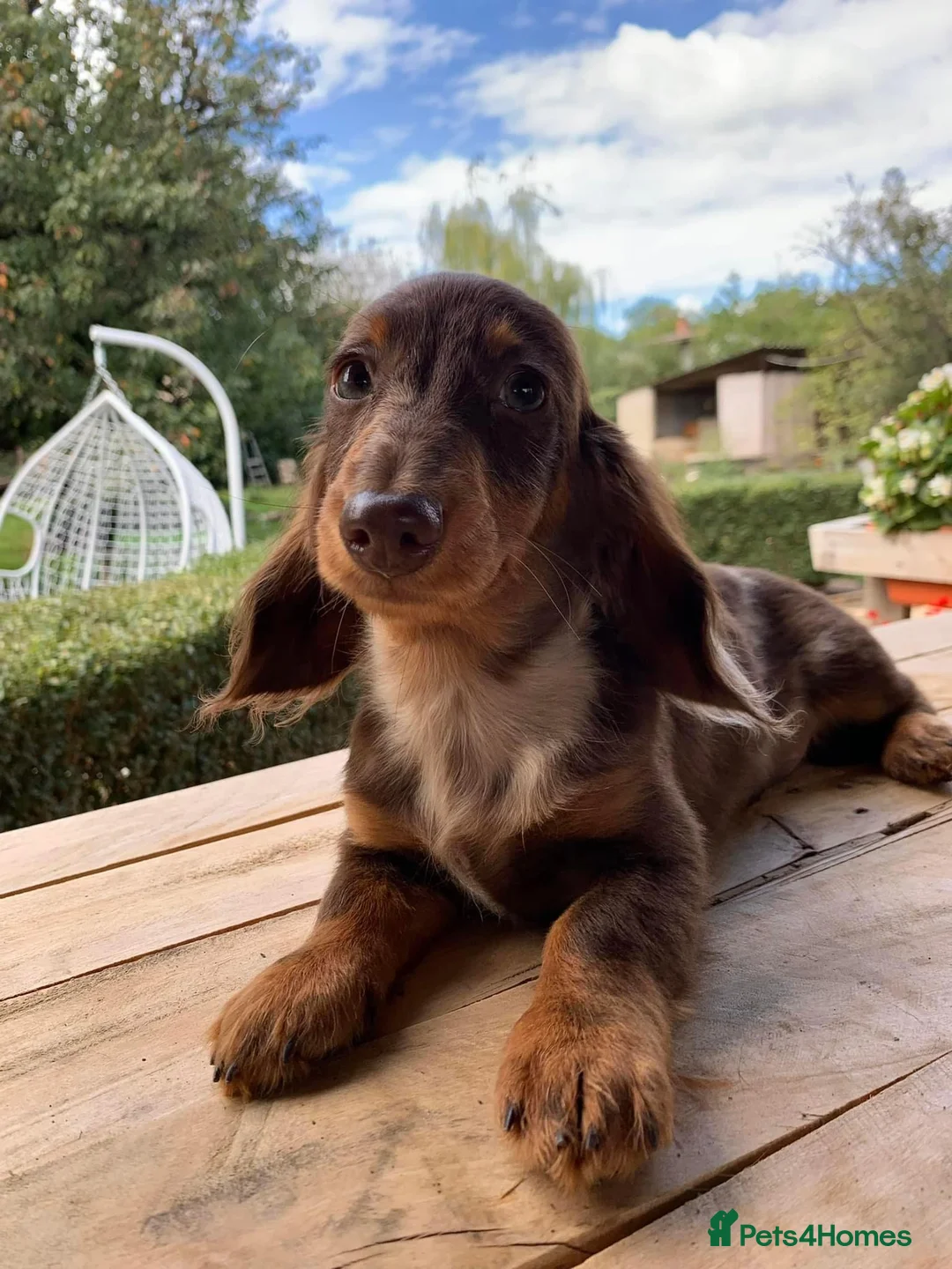 Miniature Dachshund dogs for stud: Long & Short Haired Studs – Mobile Available in Oldham - Advert 6