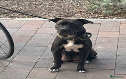 Staffordshire Bull Terrier dogs for sale: Beautiful mixstaffy looking for a forever home - Image 12